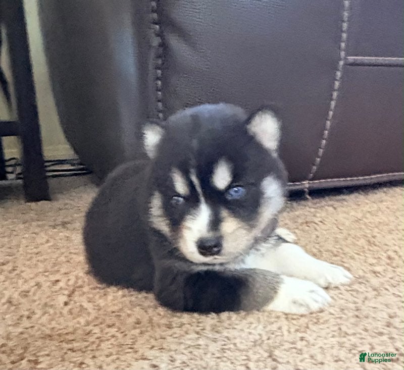 Pitsky dogs Boy 1 - Ad 1