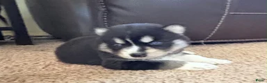Boy 1