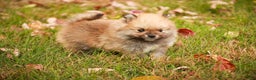 Pomeranian dogs for sale: Ben - Ad 6