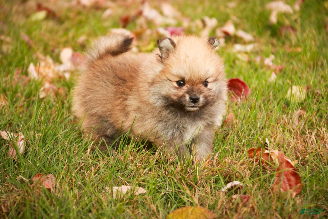 Pomeranian dogs for sale: Ben - Ad 6
