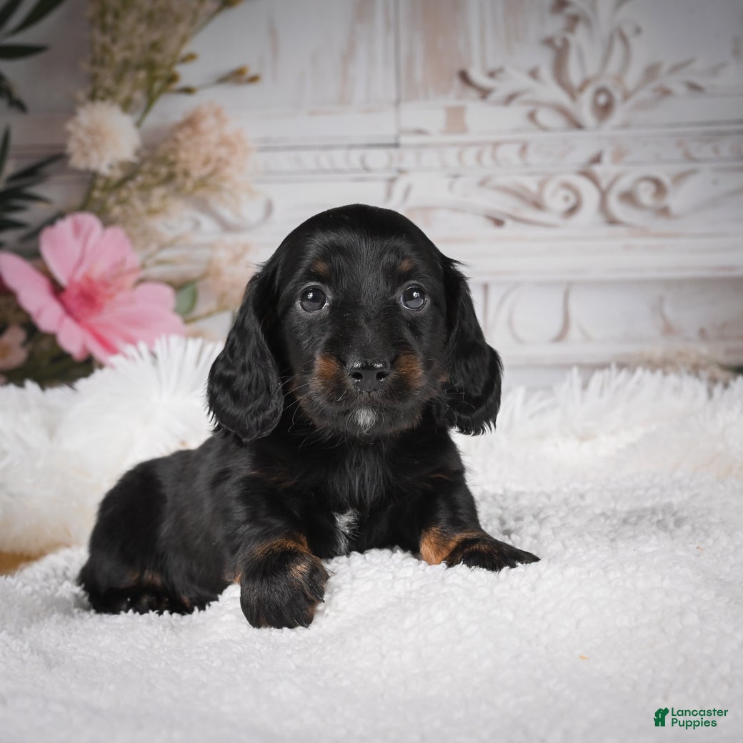 Miniature Dachshund dogs Edgar - Ad 2
