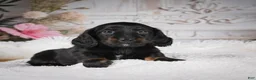 Miniature Dachshund dogs for sale: Edgar - Ad 2