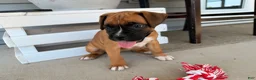 Boxer dogs for sale: Daisy - Ad 10