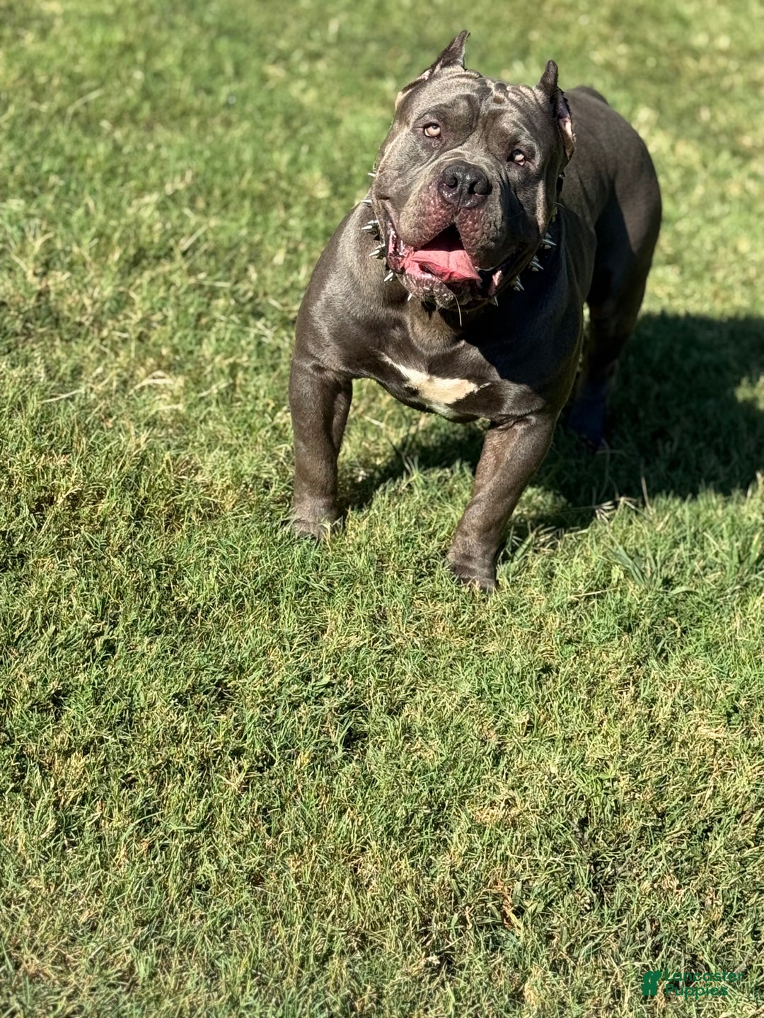 American Bully dogs for stud: American Bully (STUD) - Ad 5