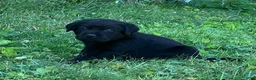Labrador Retriever dogs for sale: Patriot  - Ad 3