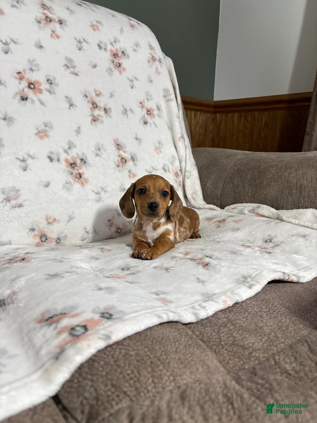Miniature Dachshund dogs for sale: Miniature Dachshund Puppy 3 - Ad 13