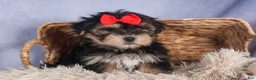 Morkie dogs for sale: Nash - Ad 16