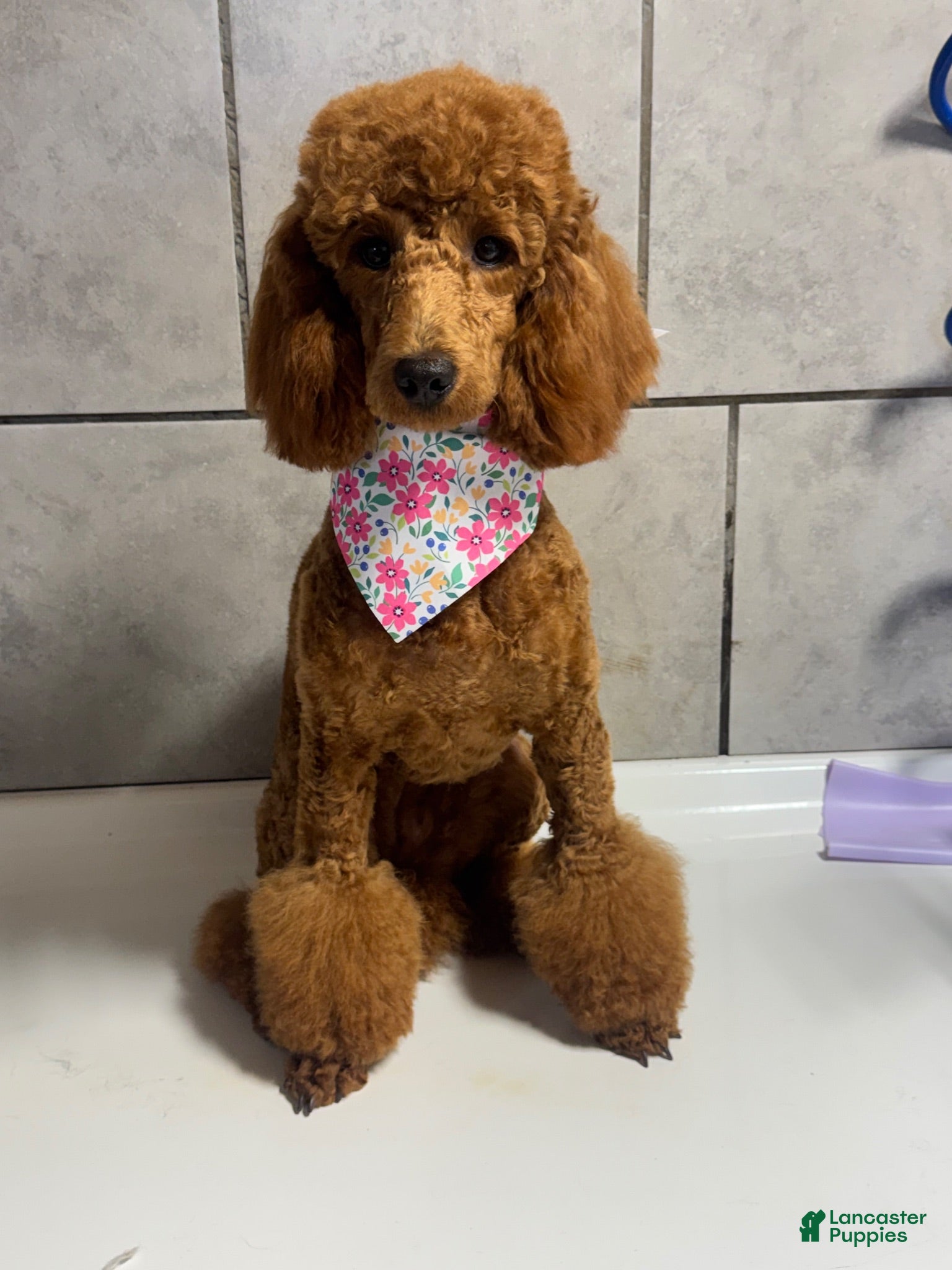 Miniature Poodle dogs Poodle - Ad 2