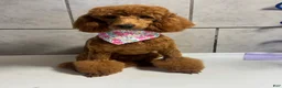 Miniature Poodle dogs for stud: Poodle - Ad 2