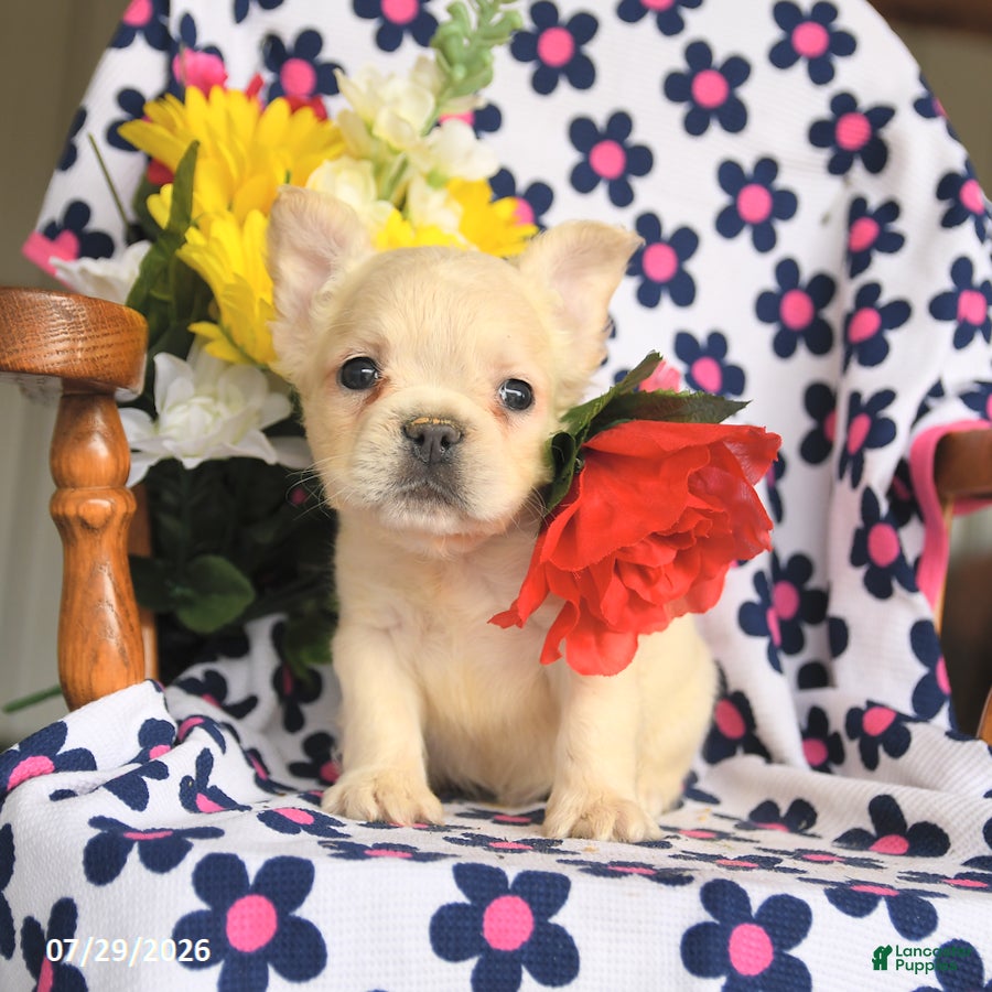 French Bulldog dogs Fido - Ad 2