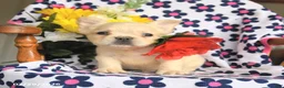 French Bulldog dogs for sale: Fido - Ad 2