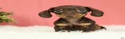 Miniature Dachshund dogs for sale: Pepper 🍩 - Ad 6