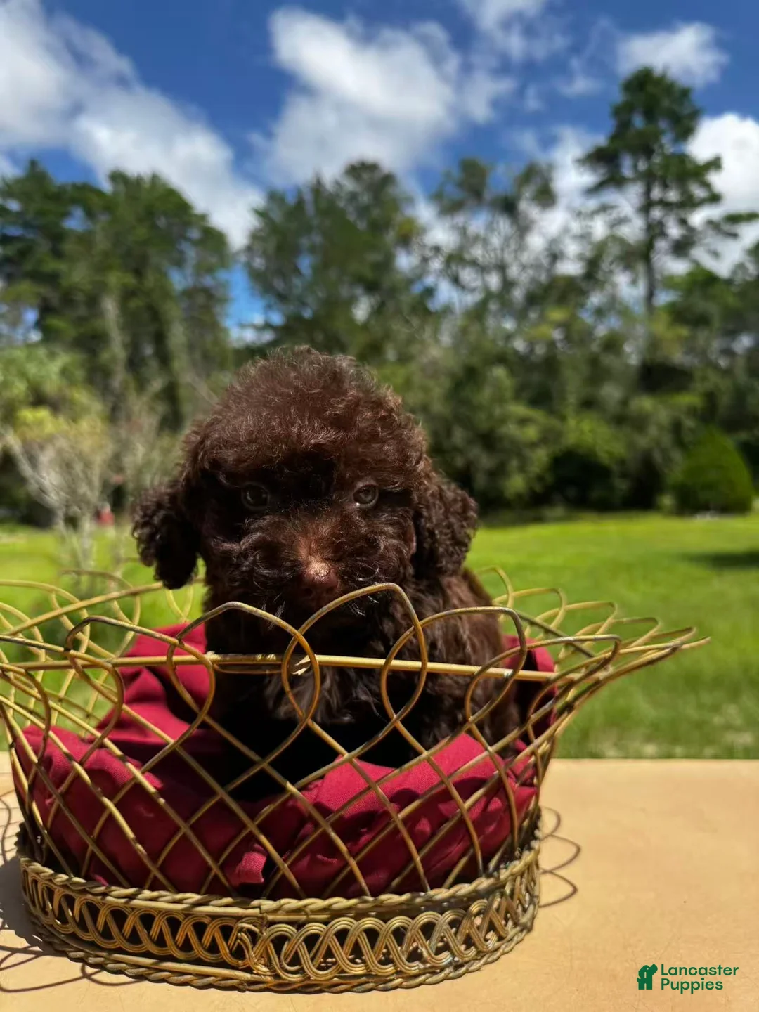 Miniature Labradoodle dogs for sale: Sophie - Ad 2
