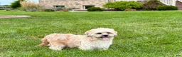Lhasa Apso dogs for sale: Sammy - Ad 3
