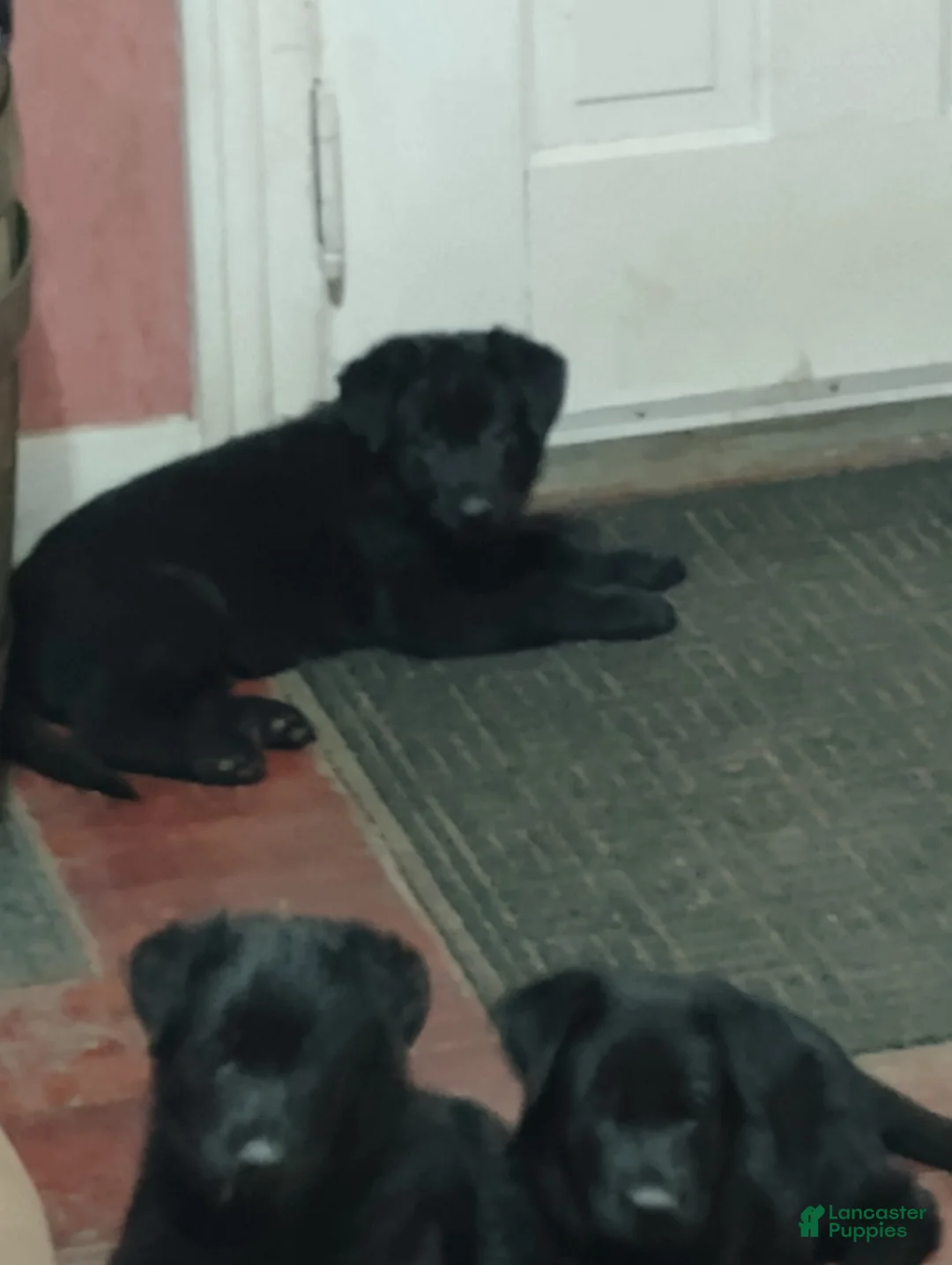German Shepherd dogs for sale: German Shepherd Puppy 3 - Ad 7