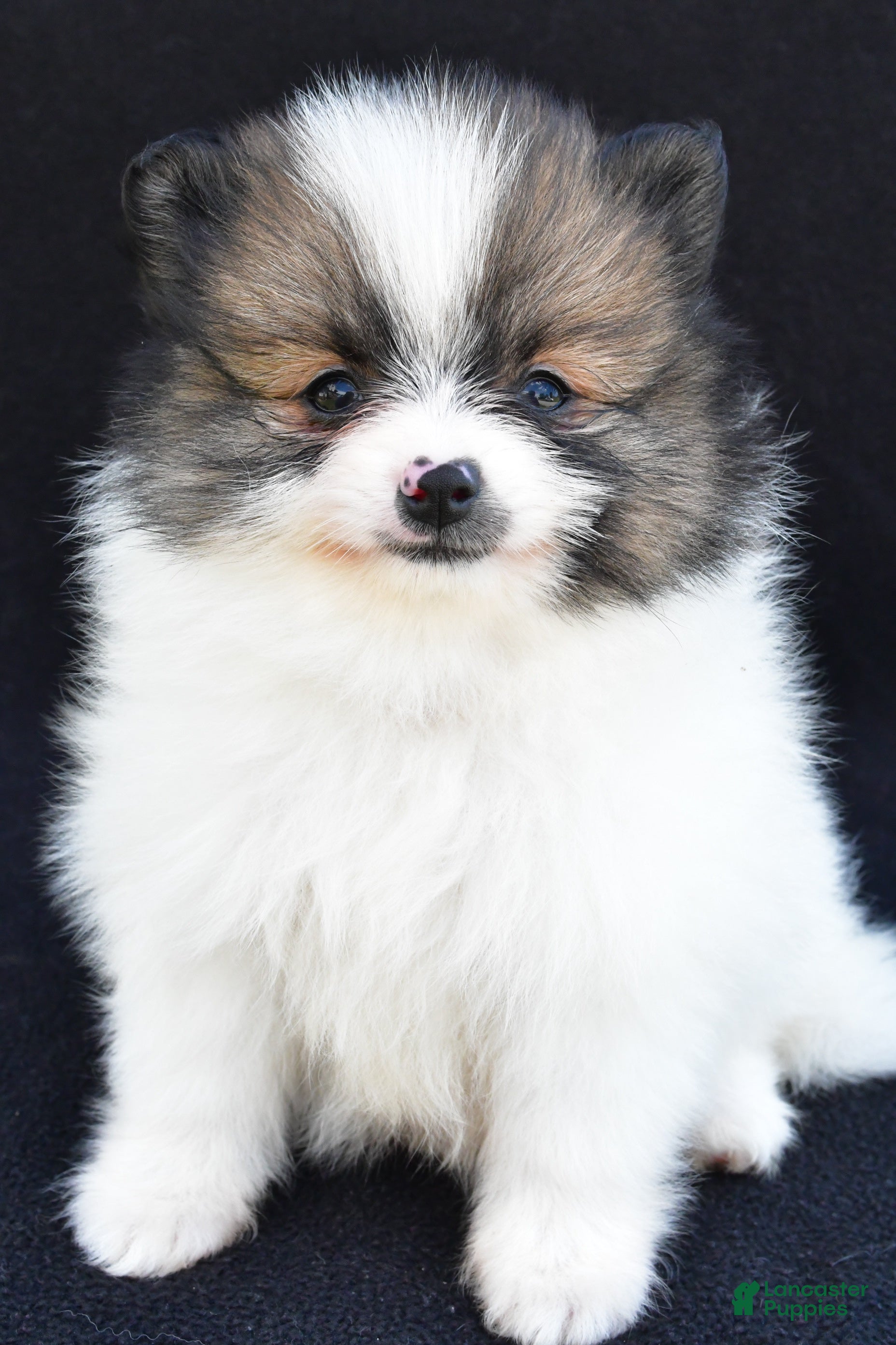 Pomeranian dogs Ollie - Ad 1