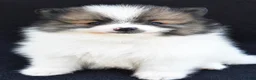 Pomeranian dogs for sale: Ollie - Ad 3