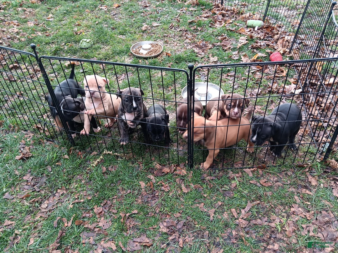American Bully dogs for sale: American Bully Puppy 8 - Ad 10