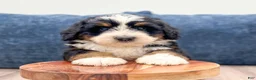 Mini Bernedoodle dogs for sale: Rocket - Ad 2