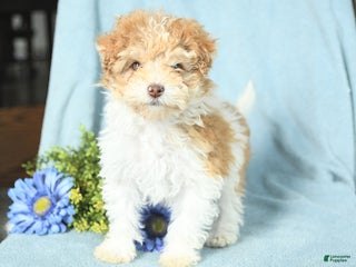 Miniature Poodle dogs - Ad 41