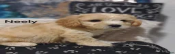 Cavachon dogs for sale: Cavachon Puppy 2 Neely  - Ad 10