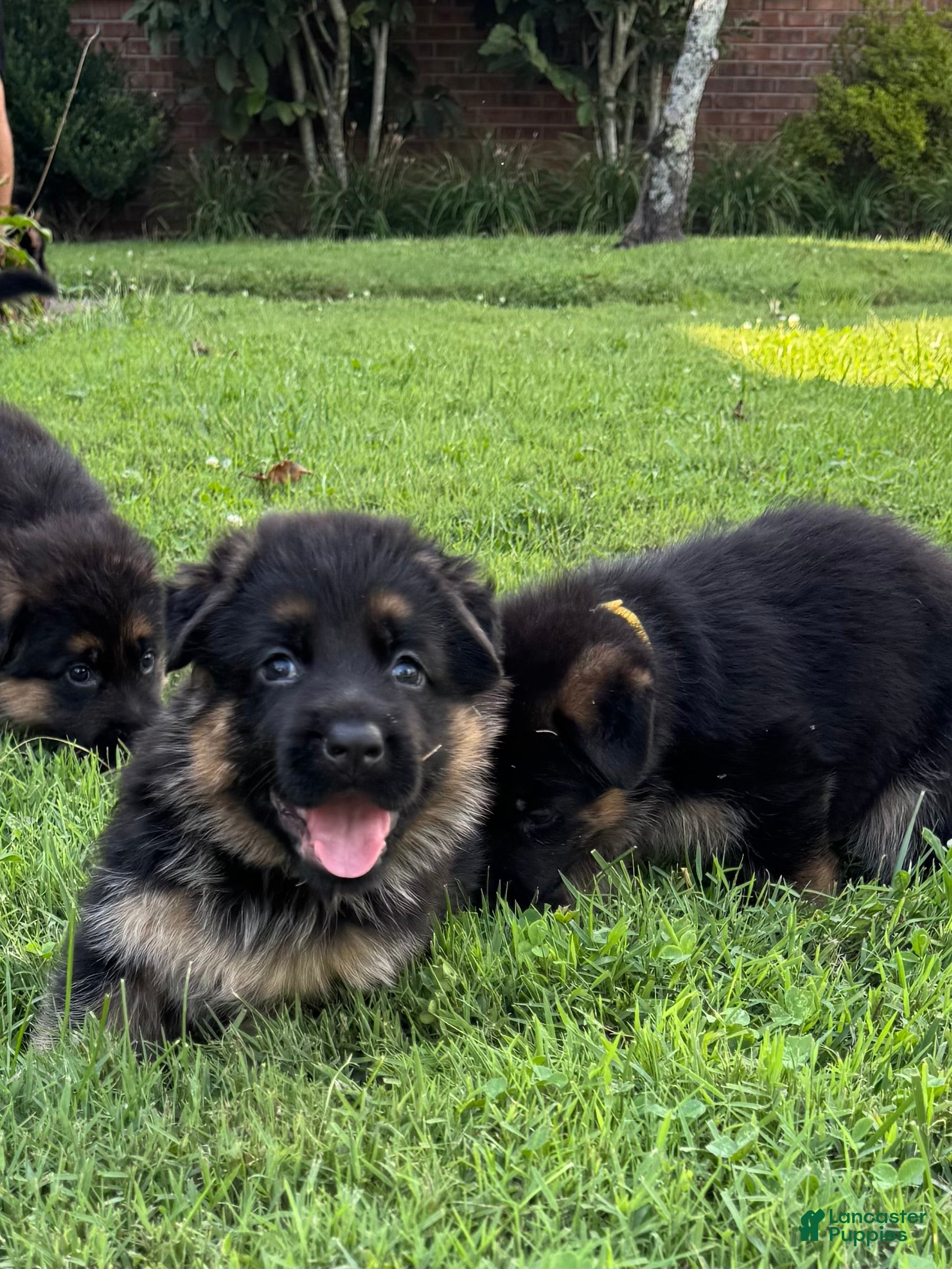 German Shepherd dogs German Shepherd 5 - Ad 1