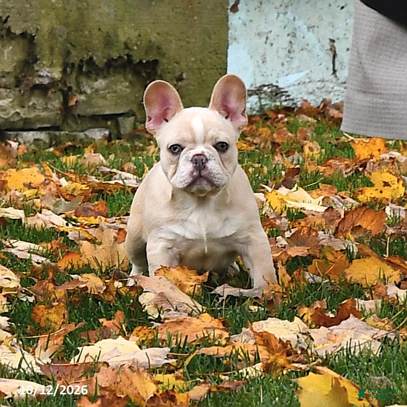 French Bulldog dogs Willow - Ad 2