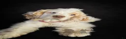 Cockapoo dogs for sale: Buck - Ad 4