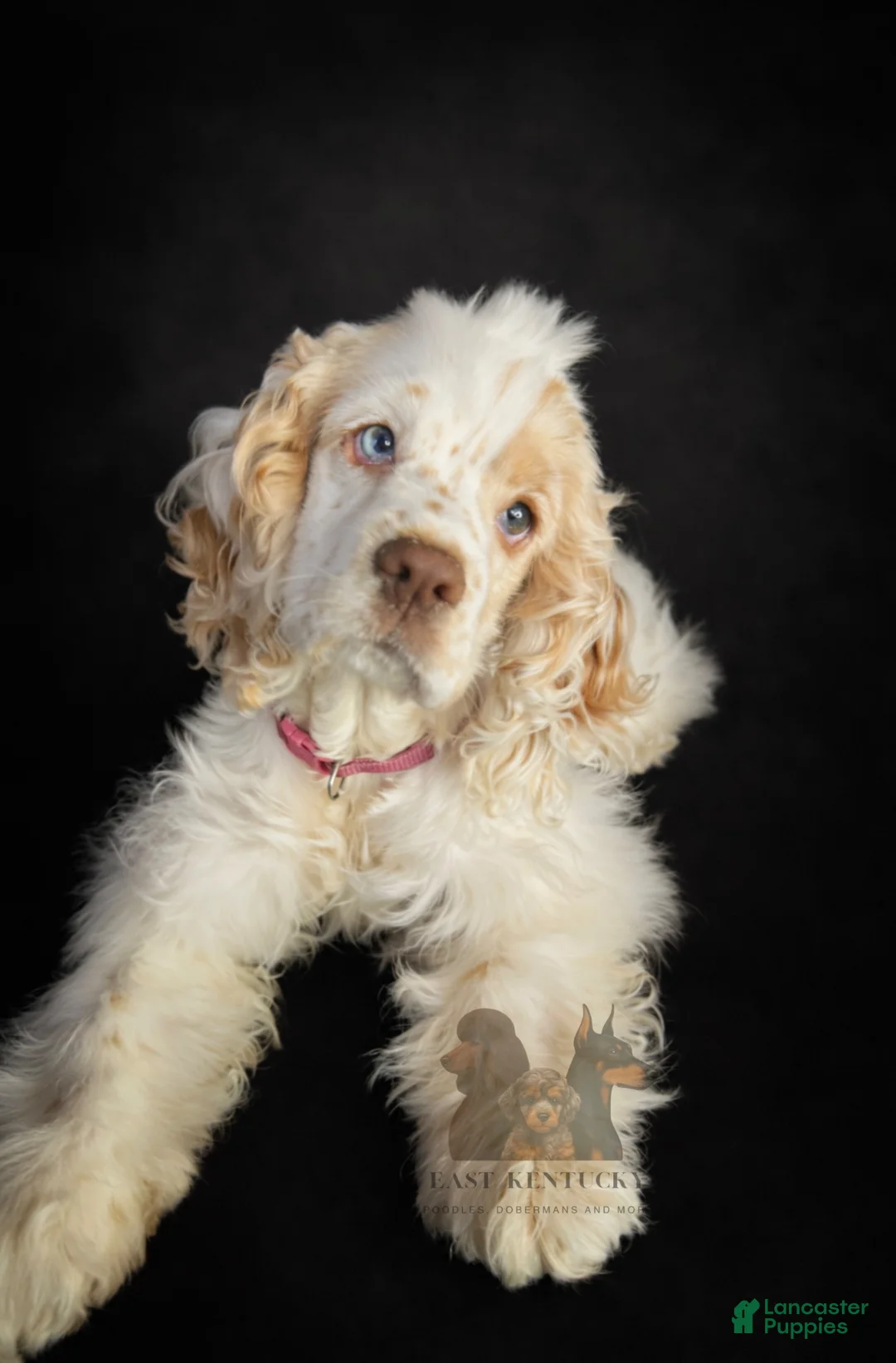 Cockapoo dogs for sale: Buck - Ad 4