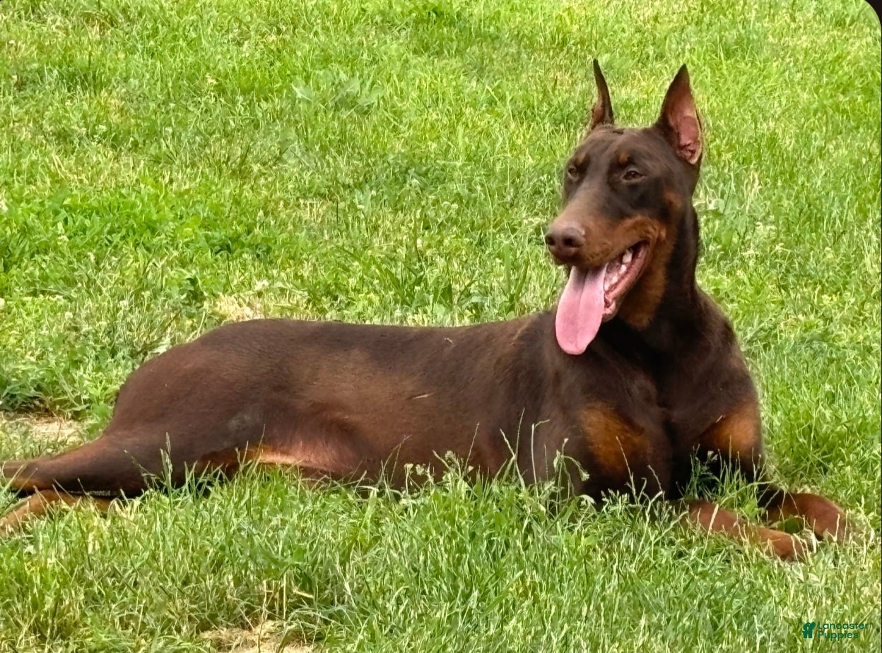 Doberman Pinscher dogs Black male blue collar - Ad 2