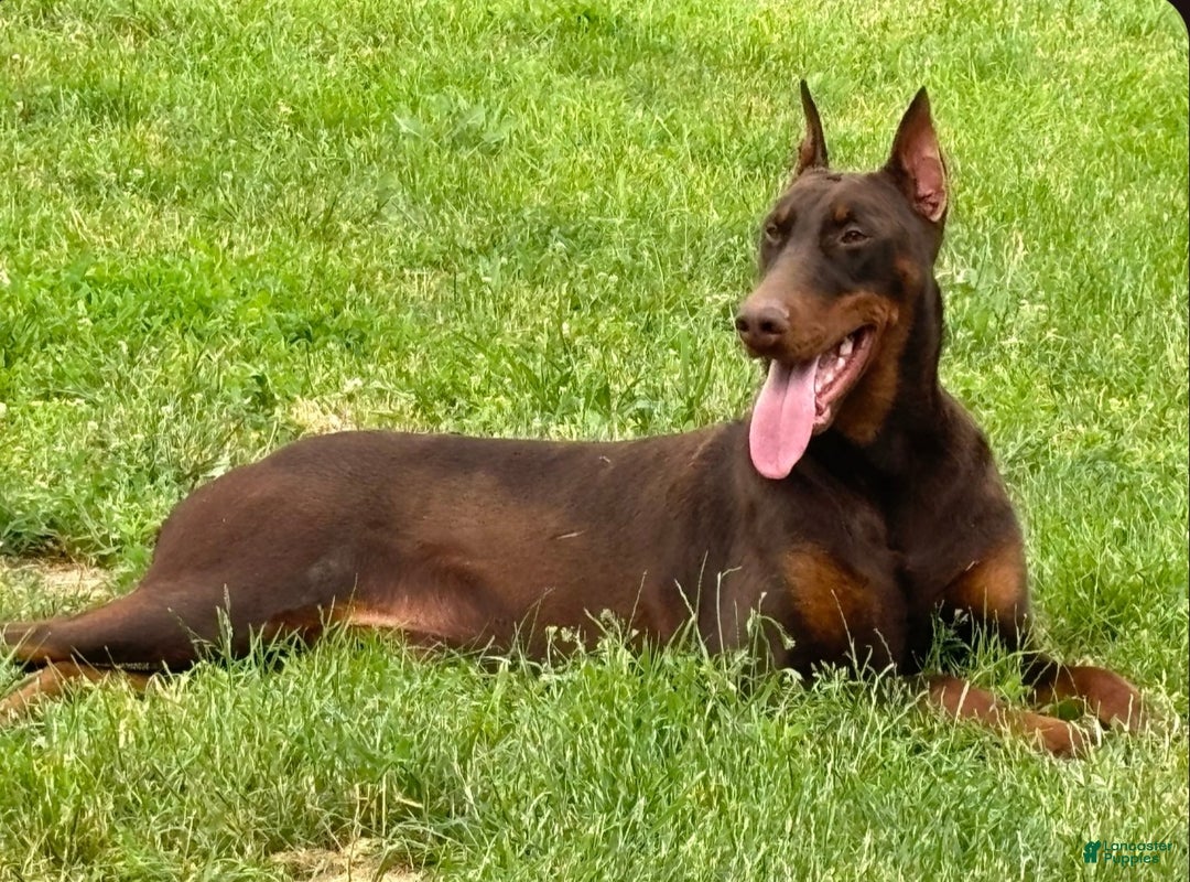 Doberman Pinscher dogs for sale: Black male orange collar - Ad 2