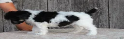 Standard Poodle dogs for sale: Sage AKC standard poodle - Ad 26