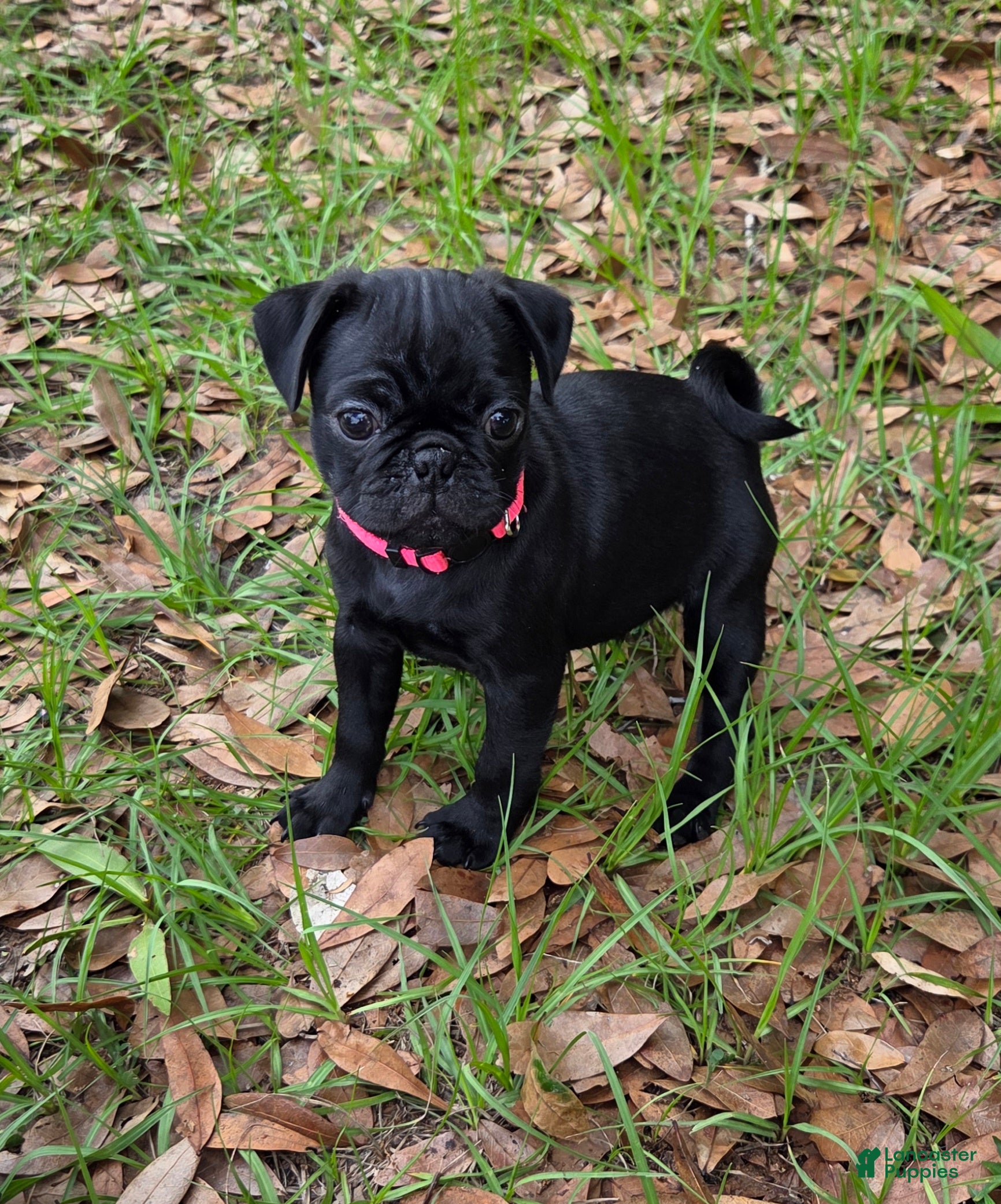 Pug dogs Peony  - Ad 1