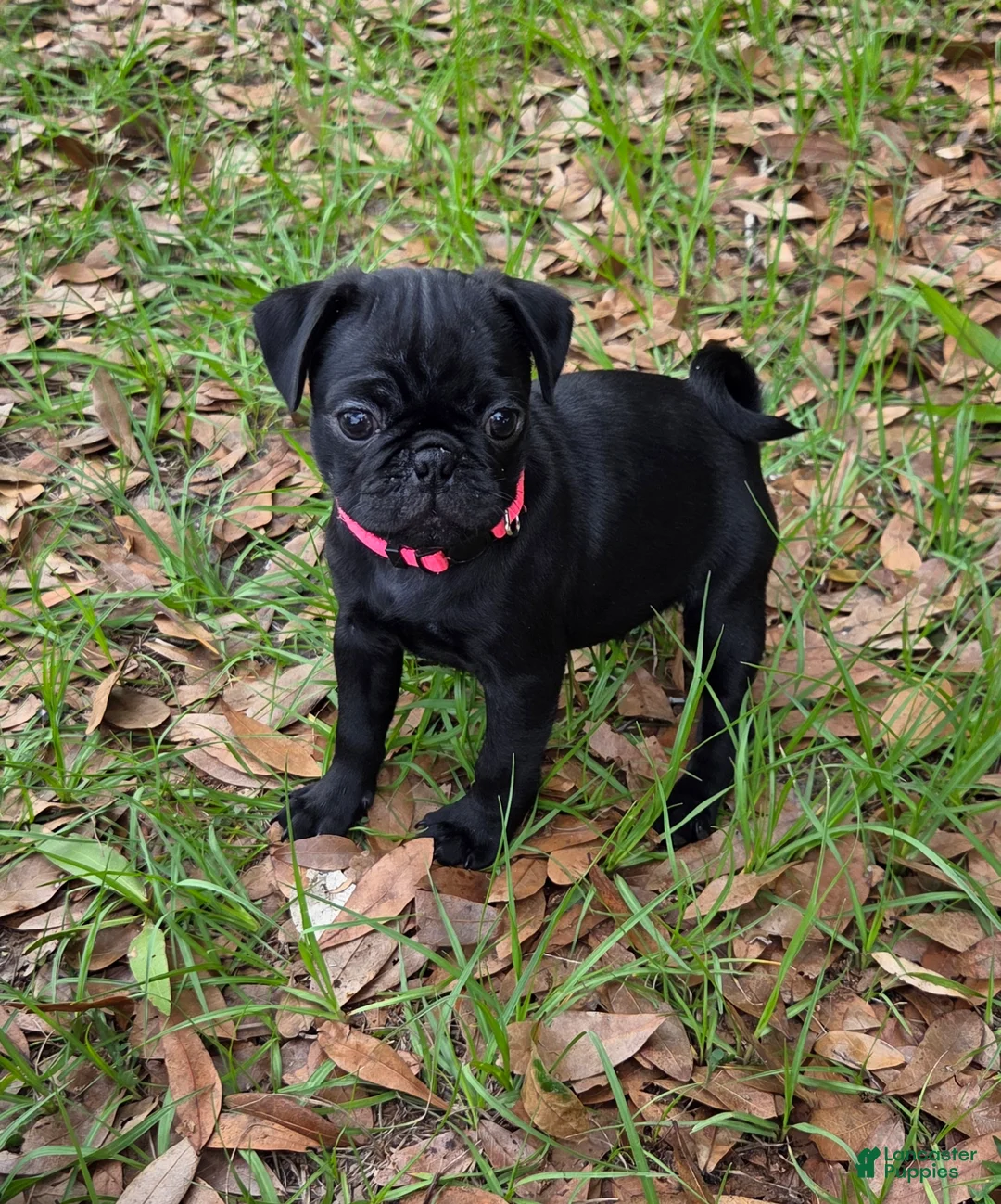 Pug dogs for sale: Peony  - Ad 1
