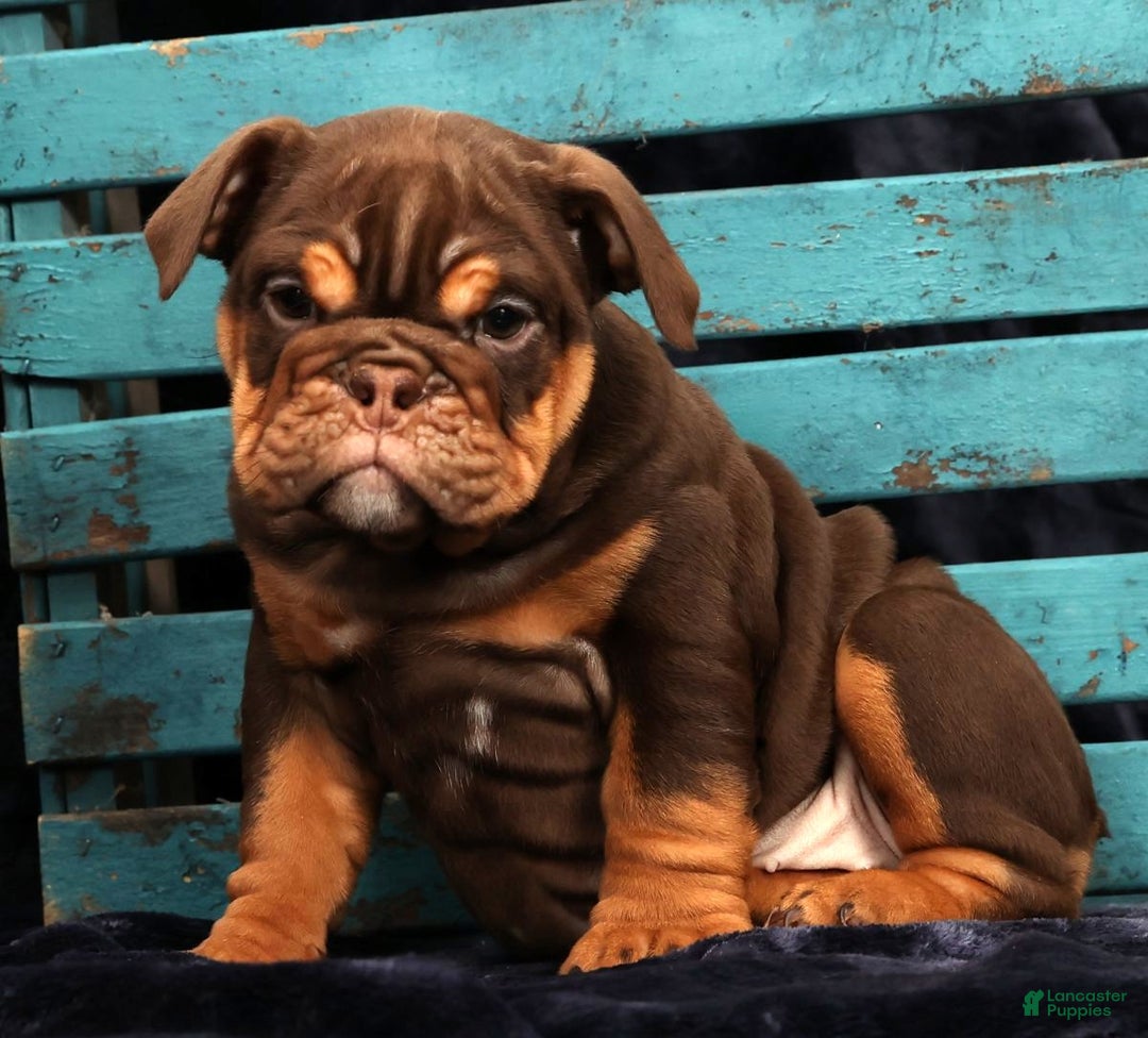 English Bulldog dogs for sale: Kimberly - Ad 7
