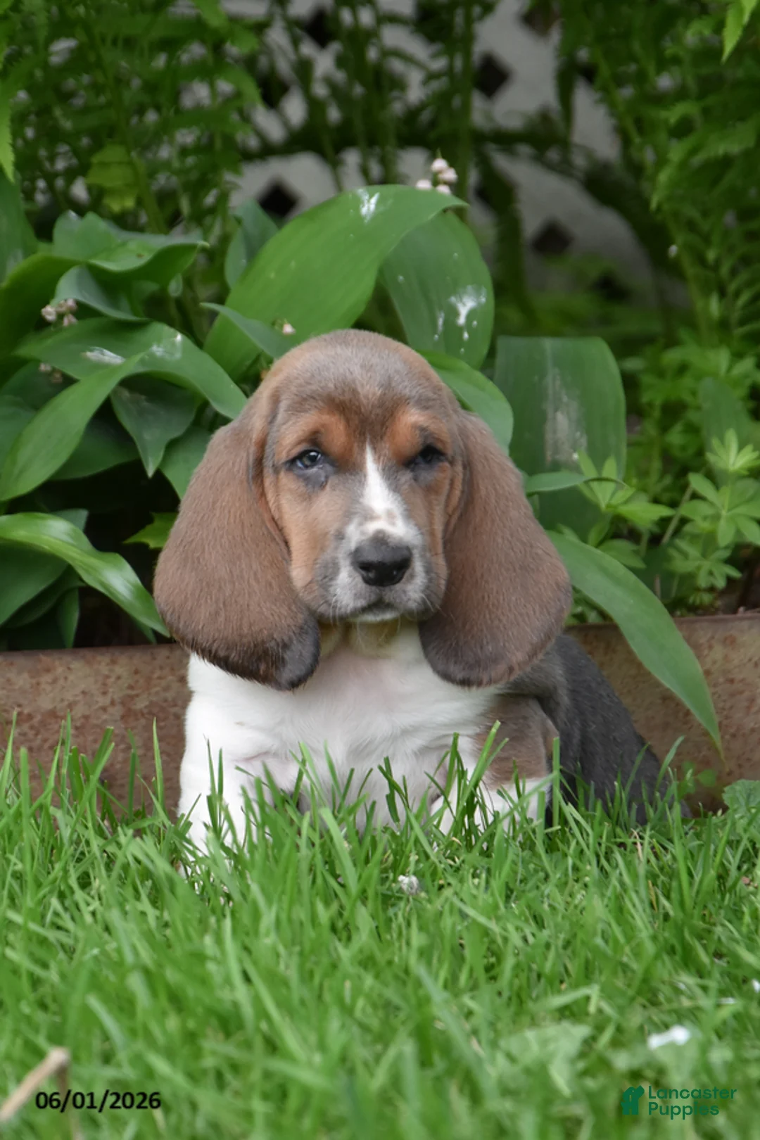Basset Hound dogs for sale: Ginger - Ad 1
