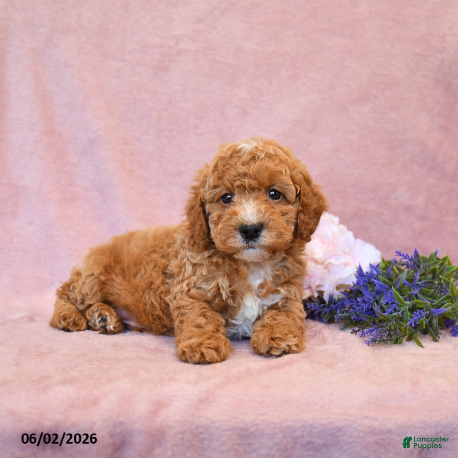 Cavapoo dogs Ferlin - Ad 2