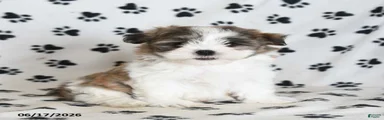 Roo  