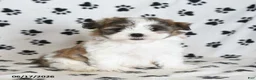 Malshi dogs for sale: Roo   - Ad 1