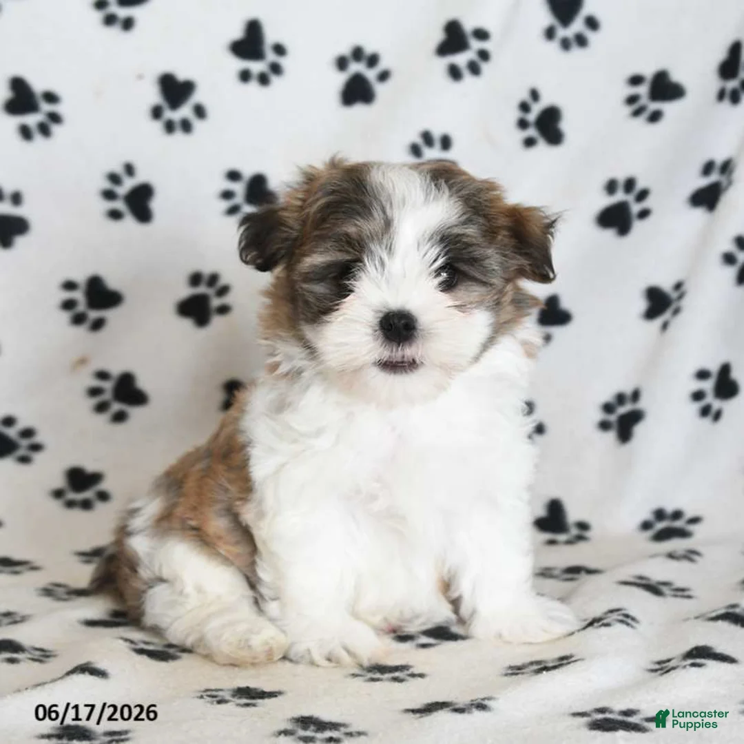 Malshi dogs for sale: Roo   - Ad 1