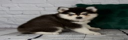 Pomsky dogs for sale: Gina - Ad 8
