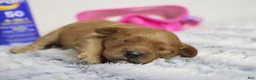 Cavapoo dogs for sale: Ray - Ad 1