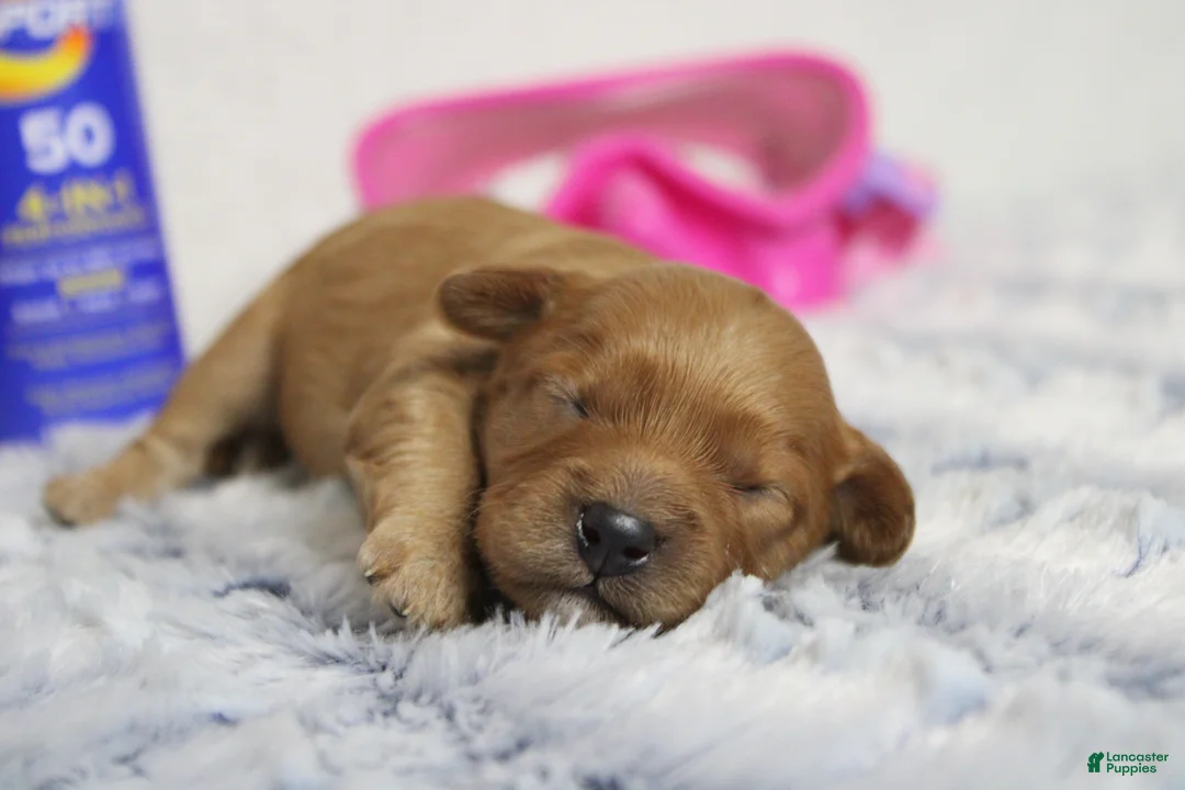 Cavapoo dogs for sale: Ray - Ad 1