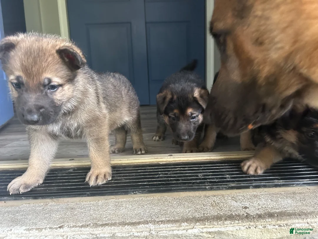 German Shepherd dogs for sale: Brownie - Ad 2