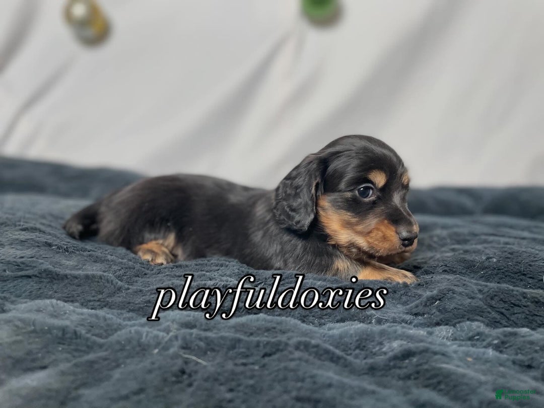 Miniature Dachshund dogs for sale: Long Haired Black & Tan Male Dachshund  - Ad 5