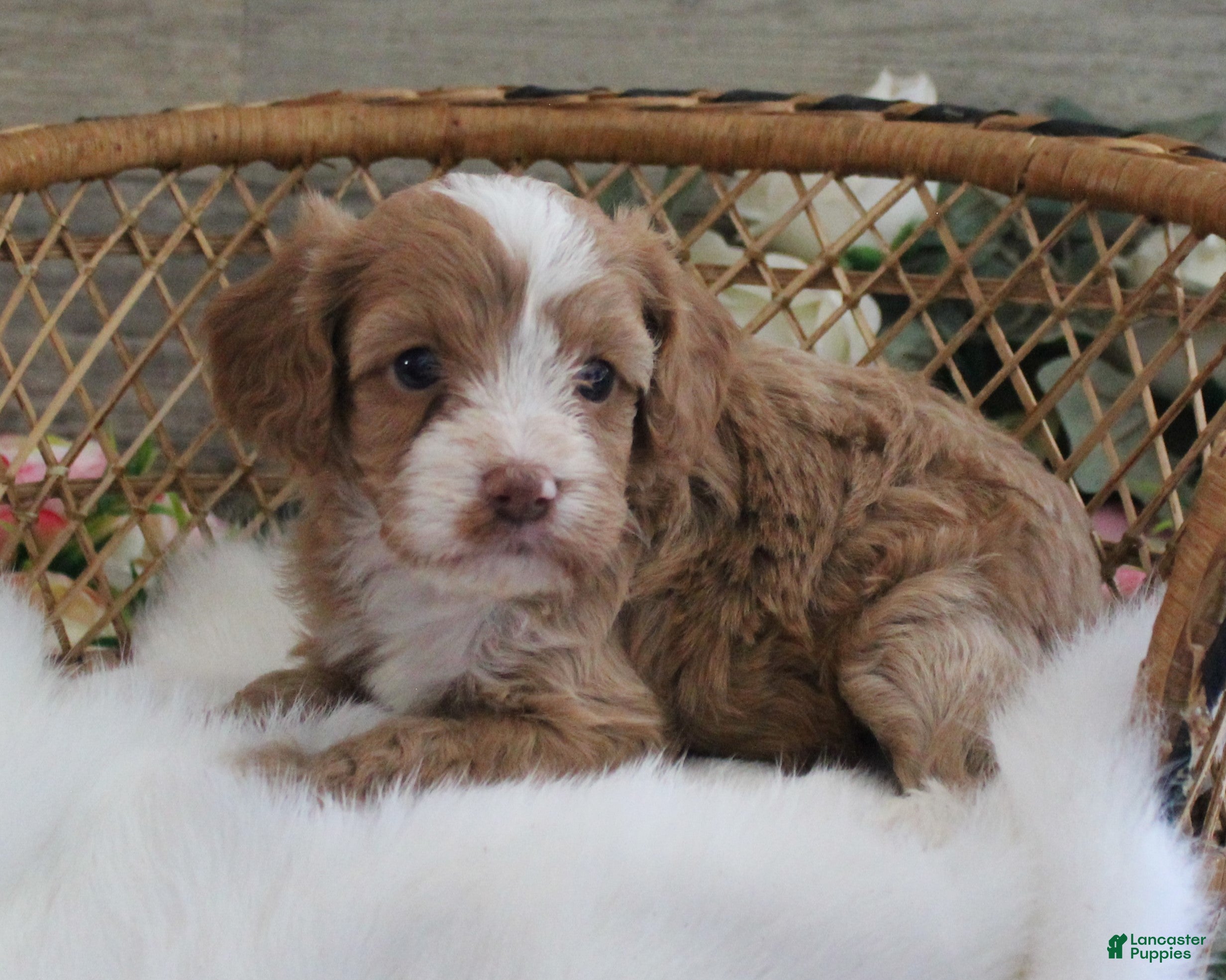 Cavapoo dogs Autumn's #1 Female - Ad 40
