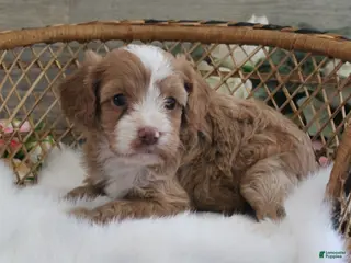 Cavapoo dogs Autumn's #1 Female - Ad 40