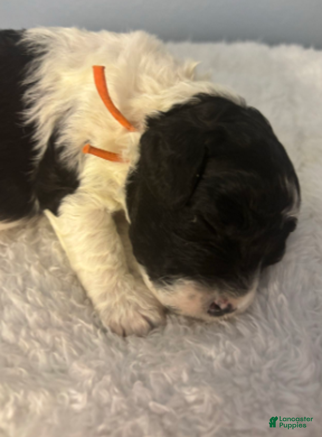 Cavapoo dogs for sale: Nick - Ad 4