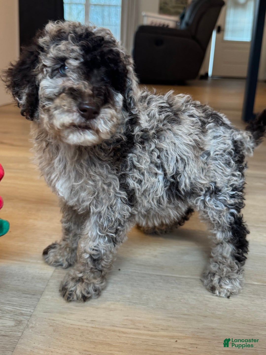 Mini Goldendoodle dogs for sale: Lucy - Ad 4