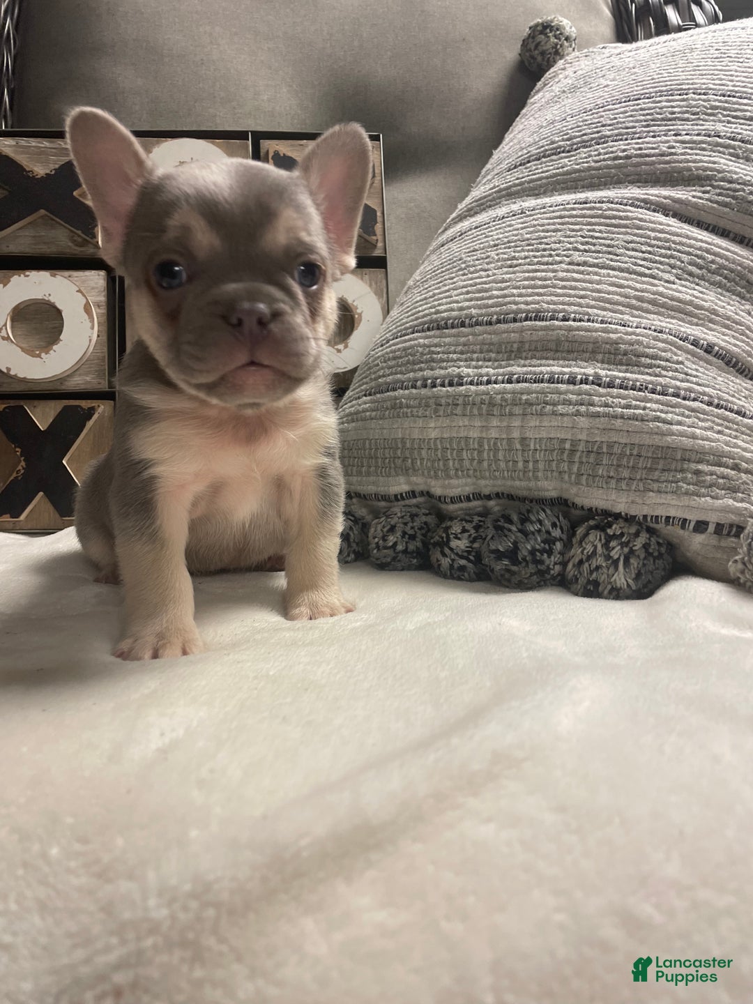 French Bulldog dogs for sale: French Bulldog Puppy 4 - Ad 2